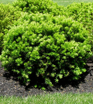 Taxus cuspidata 'Densiformis' Yew