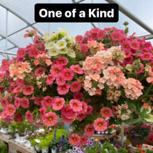 Load image into Gallery viewer, Mixed Combination Hanging Baskets