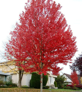 Acer 'Autumn Blaze' 10 gal