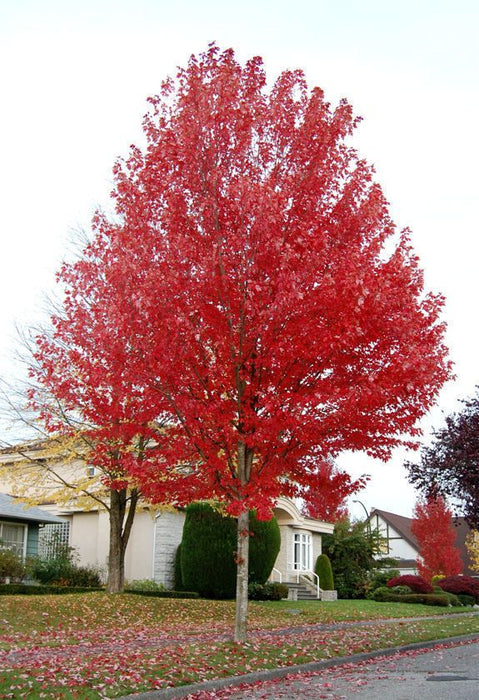 Acer 'Autumn Blaze' 10 gal