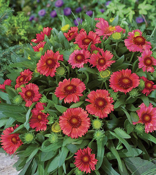 Gaillardia Arizona Red Shades