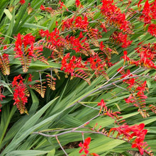 Load image into Gallery viewer, Crocosmia 'Lucifer'