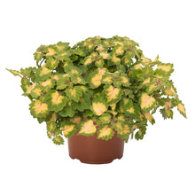 Load image into Gallery viewer, 4" Coleus Plant
