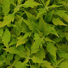 Load image into Gallery viewer, 4" Coleus Plant