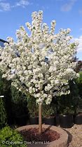 Malus 'Spring Snow' Crabapple10 gal pre-sale