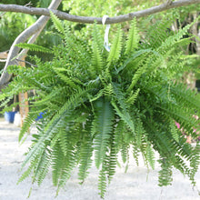 Load image into Gallery viewer, Large Hanging Fern Basket