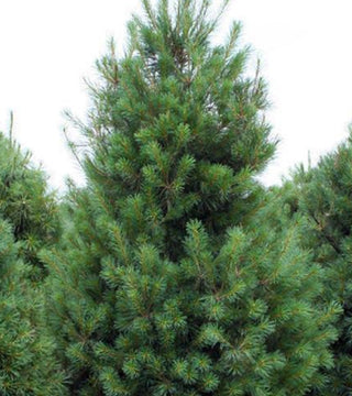 Pinus strobus - White pine 5-6'