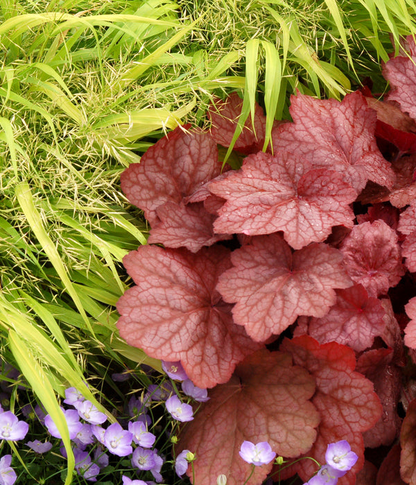 Heuchera 'Georgia Peach'
