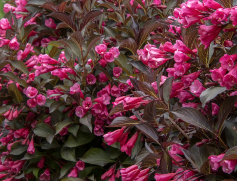 Weigela 'Wine and Roses'