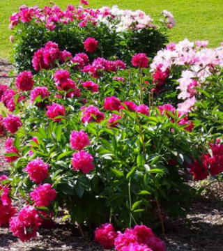 Paeonia 