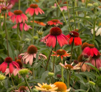 Echinacea 'Cheyenne Spirit'