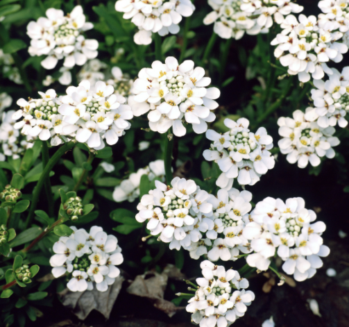 Iberis 'Purity'