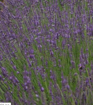Lavander 'Phenomenal' Pre-Order