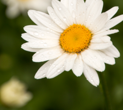 Leucanthemum 'Becky'