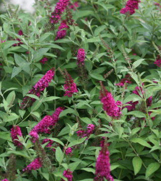 Miss Molly butterfly bush
