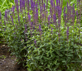 Salvia nemorosa 'Marcus' ppaf
