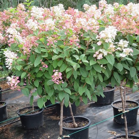 Hydrangea paniculata 'Quick Fire' Tree Pre-Order