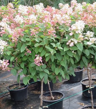Hydrangea paniculata 'Quick Fire' Tree
