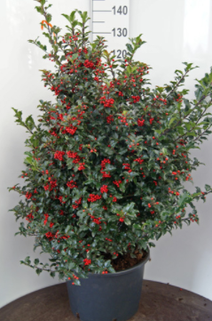 Ilex meserveae 'Blue Princess' Holly