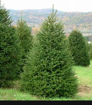 Picea abies - Norway Spruce 4'