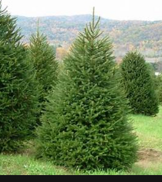 Picea abies - Norway Spruce 5'