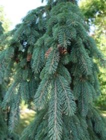 Picea glauca 'Pendula'