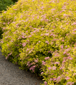 Spiraea japonica 'Magic Carpet'