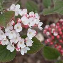 Load image into Gallery viewer, Spice Girl Viburnum