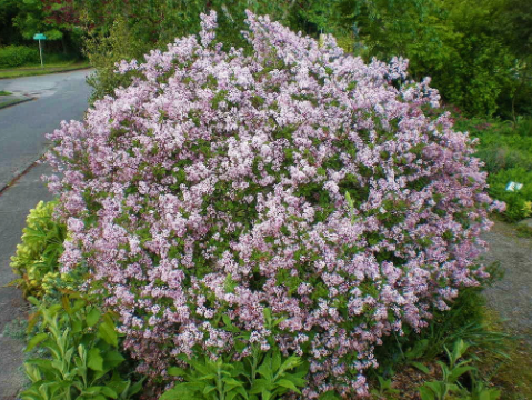 Syringa meyeri 'Palibin