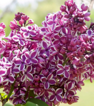 Syringa vulgaris 'Sensation'