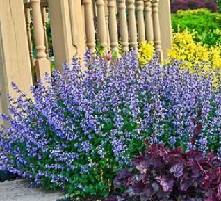 Nepeta 'Purrsian Blue'