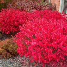 Load image into Gallery viewer, Euonymus alata 'Rudy Haag'