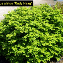 Load image into Gallery viewer, Euonymus alata 'Rudy Haag'
