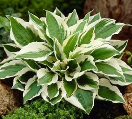 HOSTA 'PATRIOT'