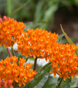 Asclepsias 'Butterfly Weed'