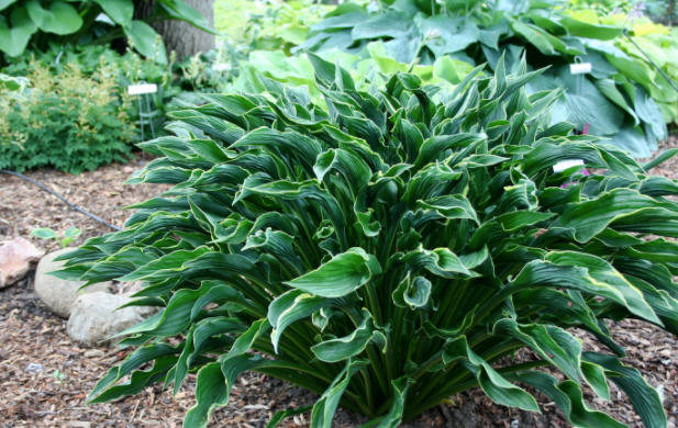 Praying Hands Hosta