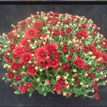 Load image into Gallery viewer, 9&quot; Fall Mum