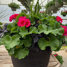Load image into Gallery viewer, Rhoads Geranium Container Garden