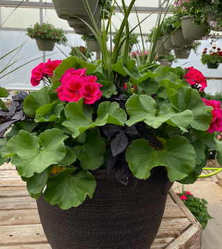 Rhoads Geranium Container Garden
