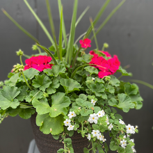 Load image into Gallery viewer, Rhoads Geranium Container Garden