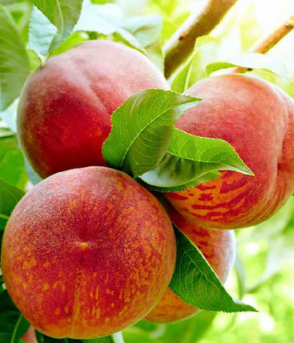 Harvester Freestone Peach Tree - 5 gal