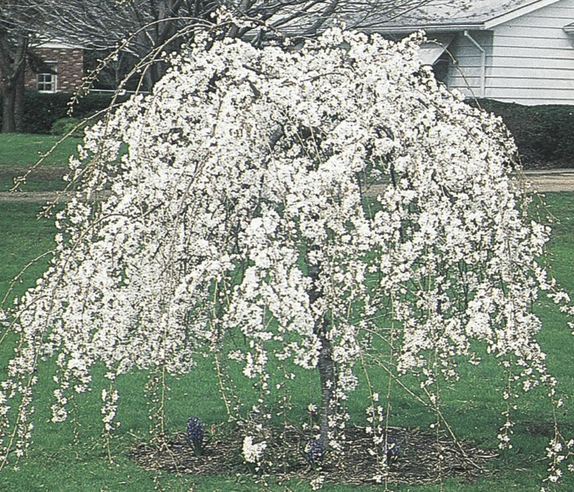 Prunus subhirtella 'Snow Fountain' 5' graft pre-sale