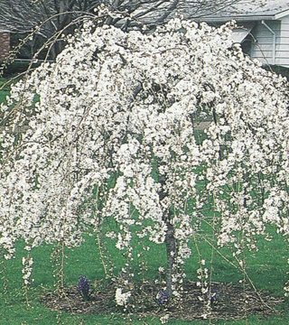 Prunus subhirtella 'Snow Fountain' 5' graft pre-sale