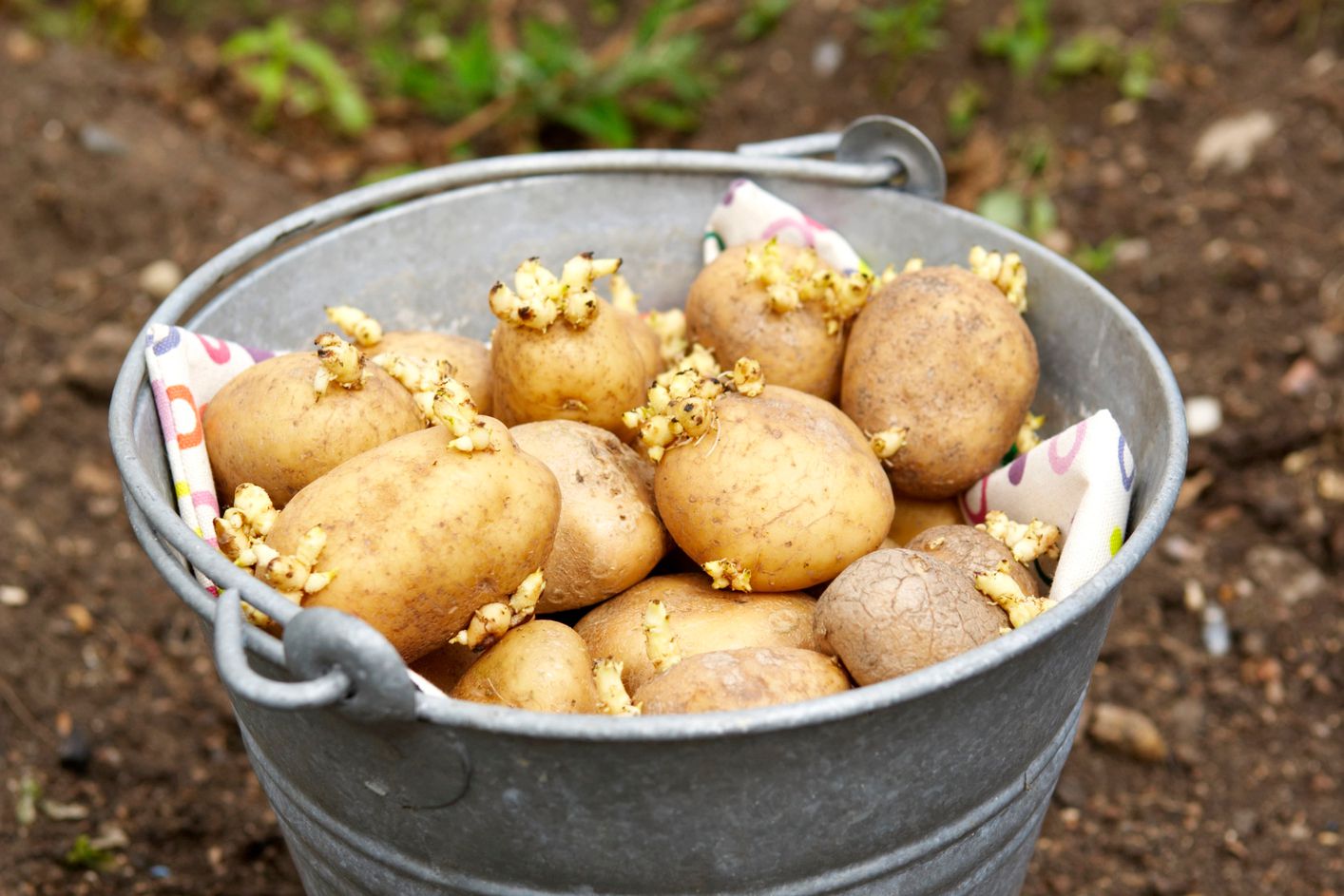 Seed Potatoes-5#