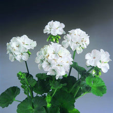 Load image into Gallery viewer, Geraniums - MOTHER PLANT