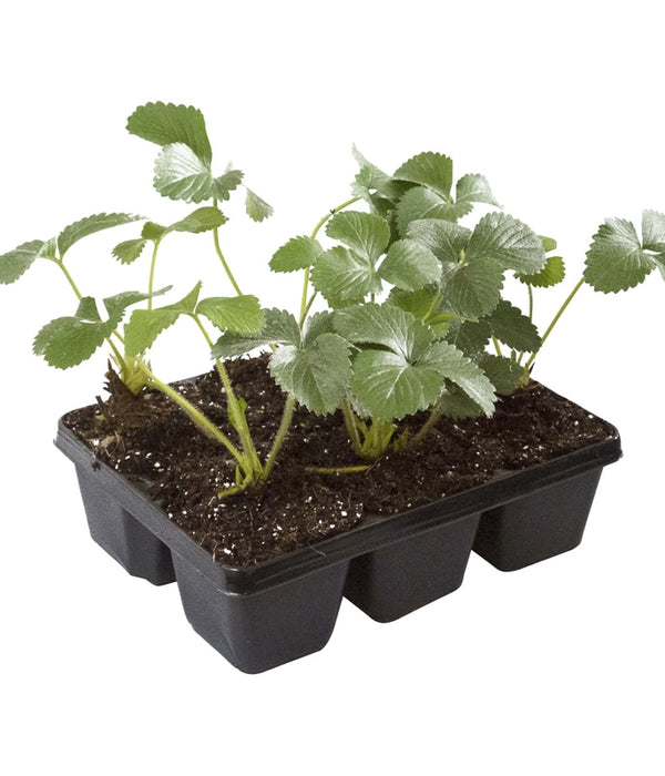 Strawberry Plant 6-pack PRE-ORDER