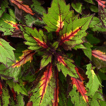 Load image into Gallery viewer, 4" Coleus Plant