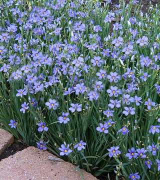 Lucerne 'Blue Eyed Grass'