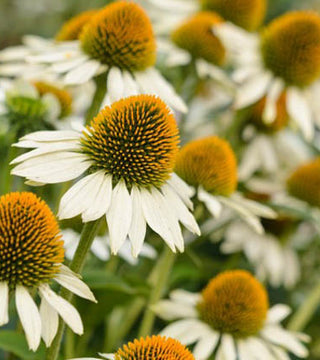 Echinacea ' White Swan'