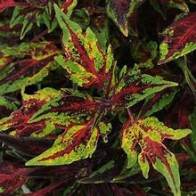 Load image into Gallery viewer, 4" Coleus Plant
